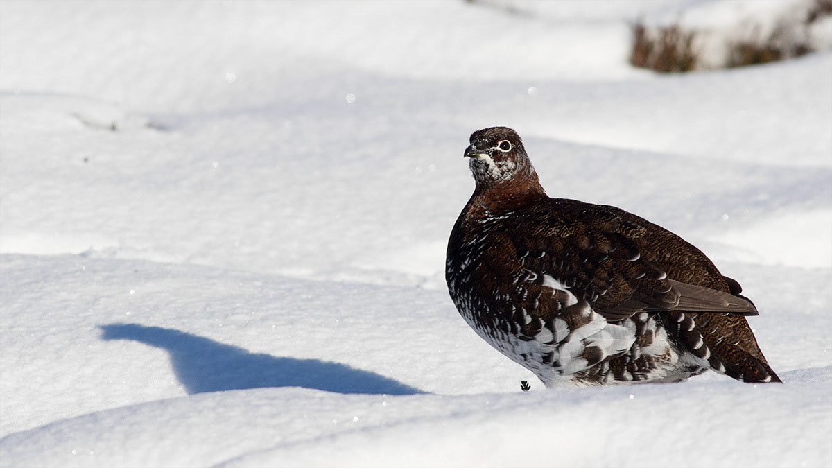 Red Grouse in snow, Cairngorm Mountains