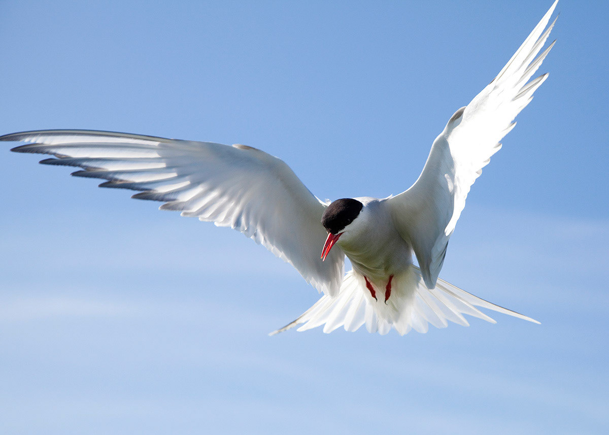 Arctic Tern, Farne Islands, Northumberland