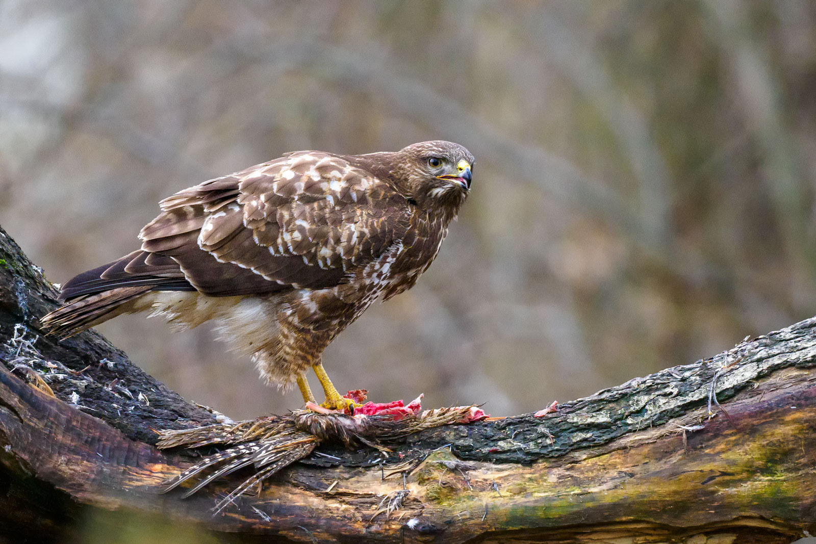 Buzzard