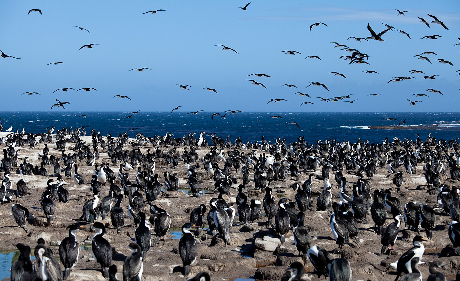 A massive colony of King Cormorants (Phalacrocorax atriceps) on Sea Lion Island