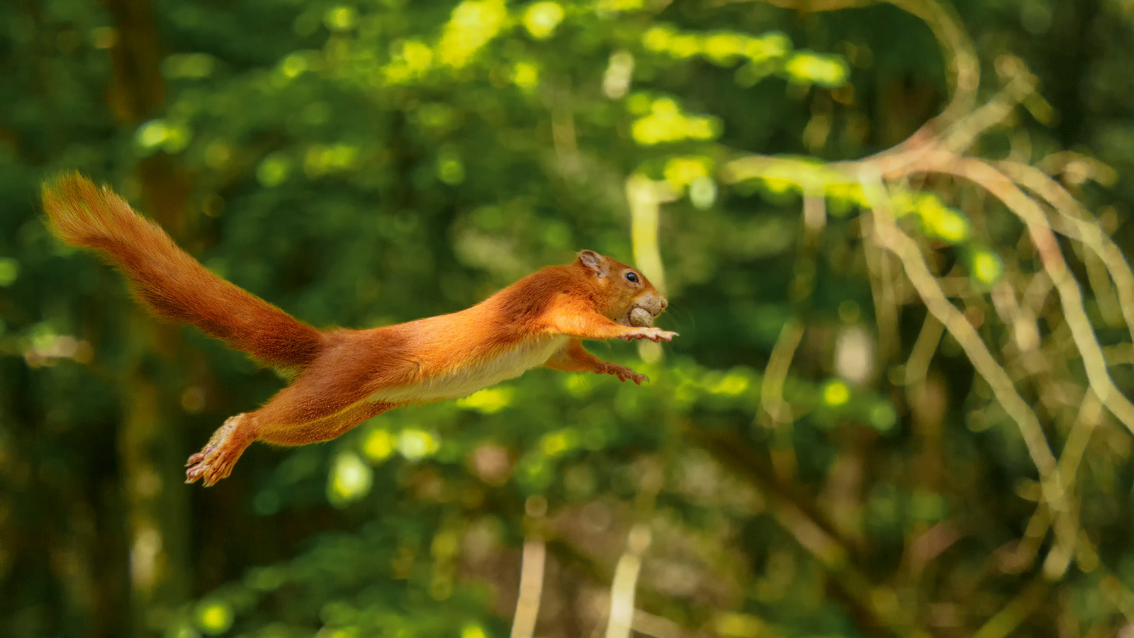 Red Squirrel jumping between trees