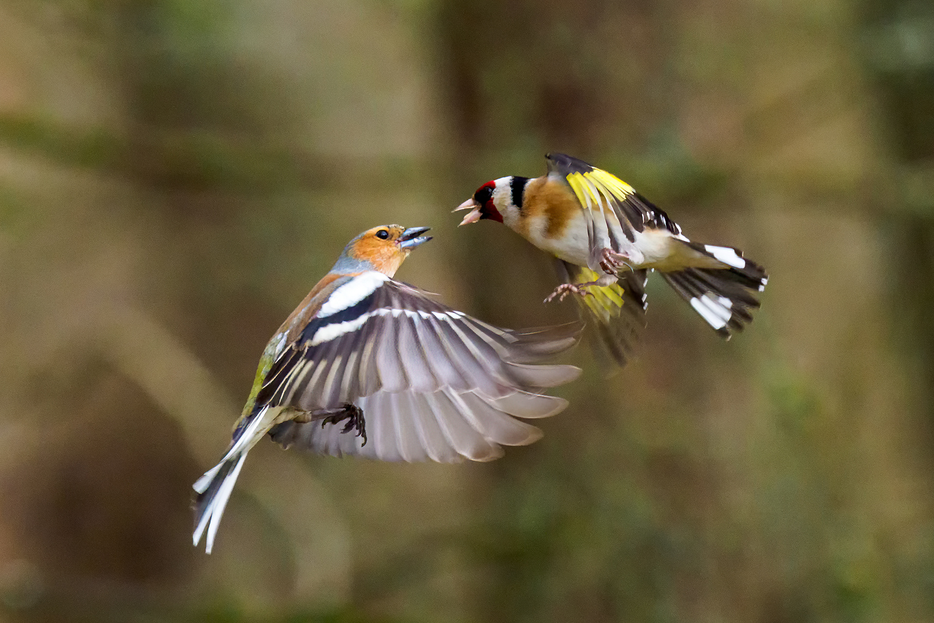 Chaffinch and Goldfinch squabbling in mid-air