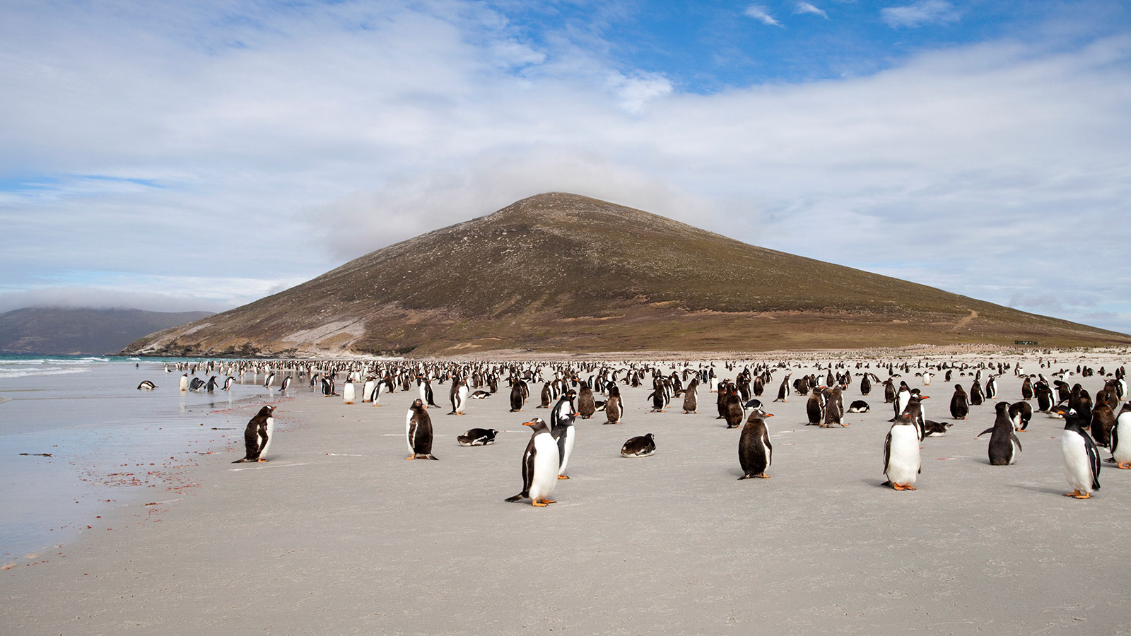 Gentoo Penguins (Pygoscelis papua) on the beach on Saunders Island