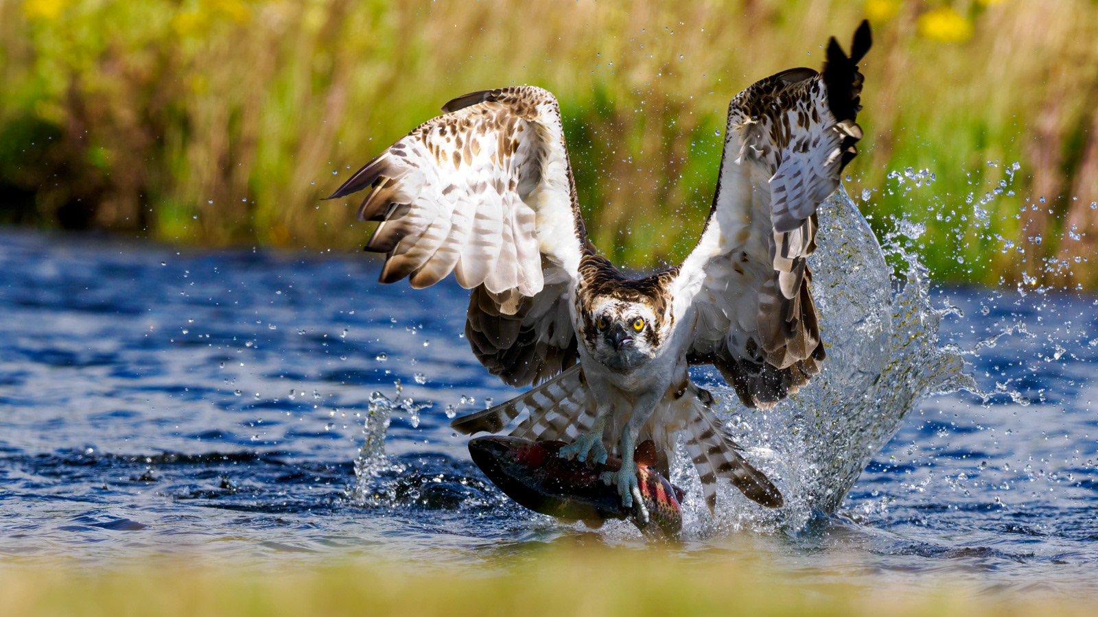 Osprey with Fish