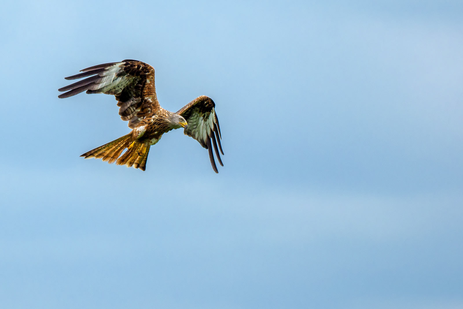 Red Kite, Scotland