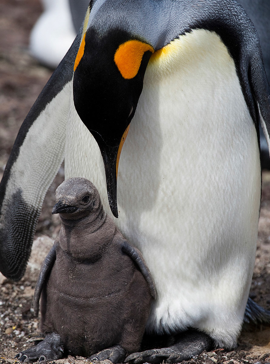 King Penguin (Aptenodytes patagonicus) with chick