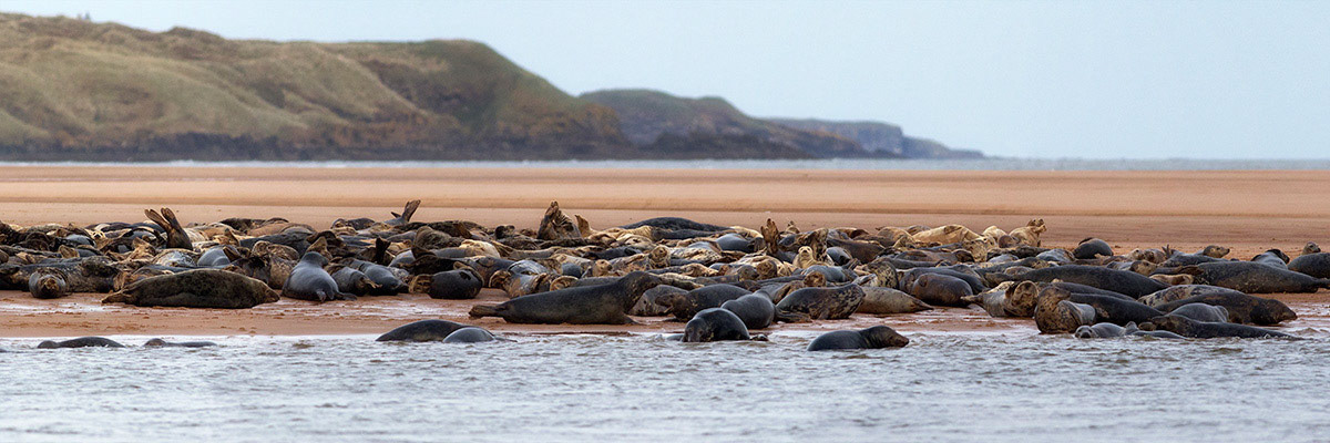 Seals on the beach of the Ythan Estuary at Forvie, Scotland