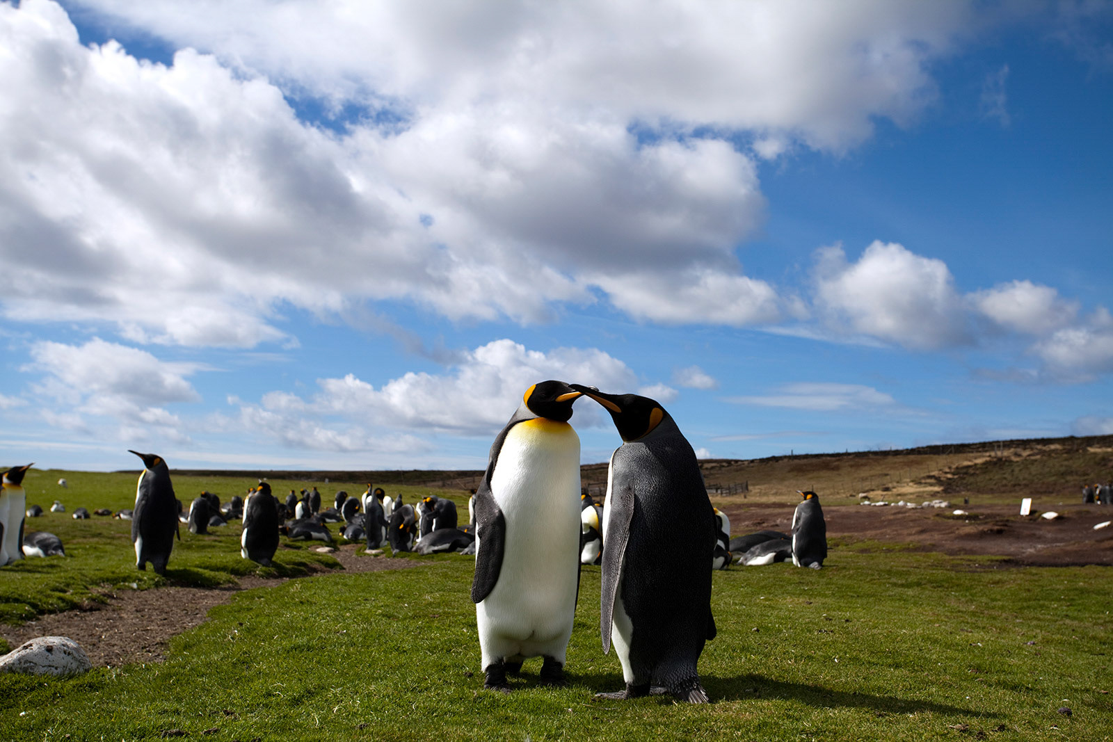 King Penguins (Aptenodytes patagonicus) at Volunteer Point in the Falkland Islands.