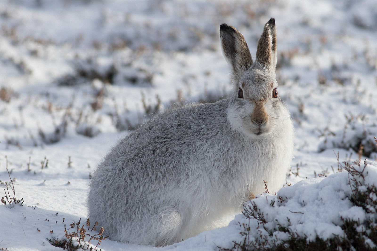 Mountain Hare during winter, Scotland