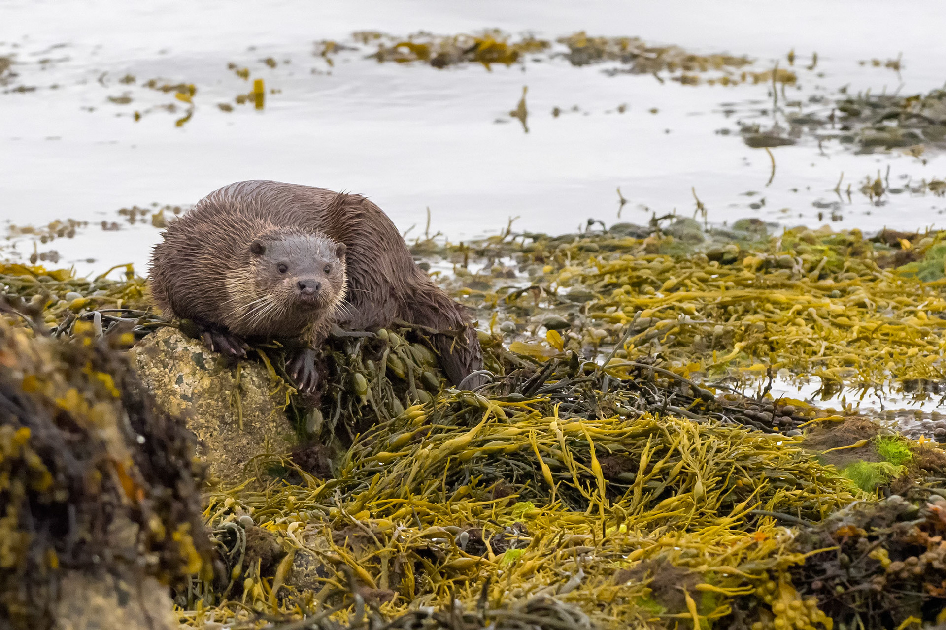 Otter, Isle of Mull