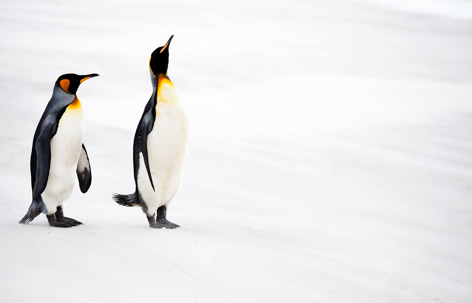 King Penguins (Aptenodytes patagonicus) at Volunteer Point in the Falkland Islands.