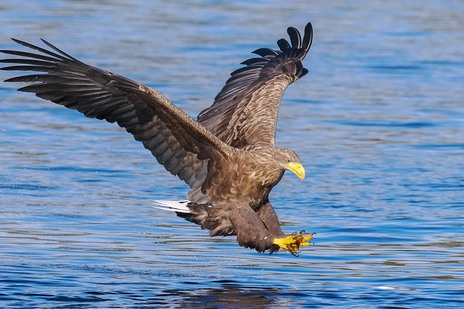 Sea Eagle, Scotland