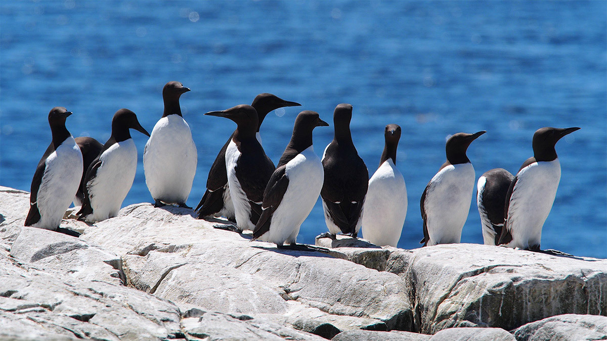 Guillemots on the Farne Islands, Northumberland