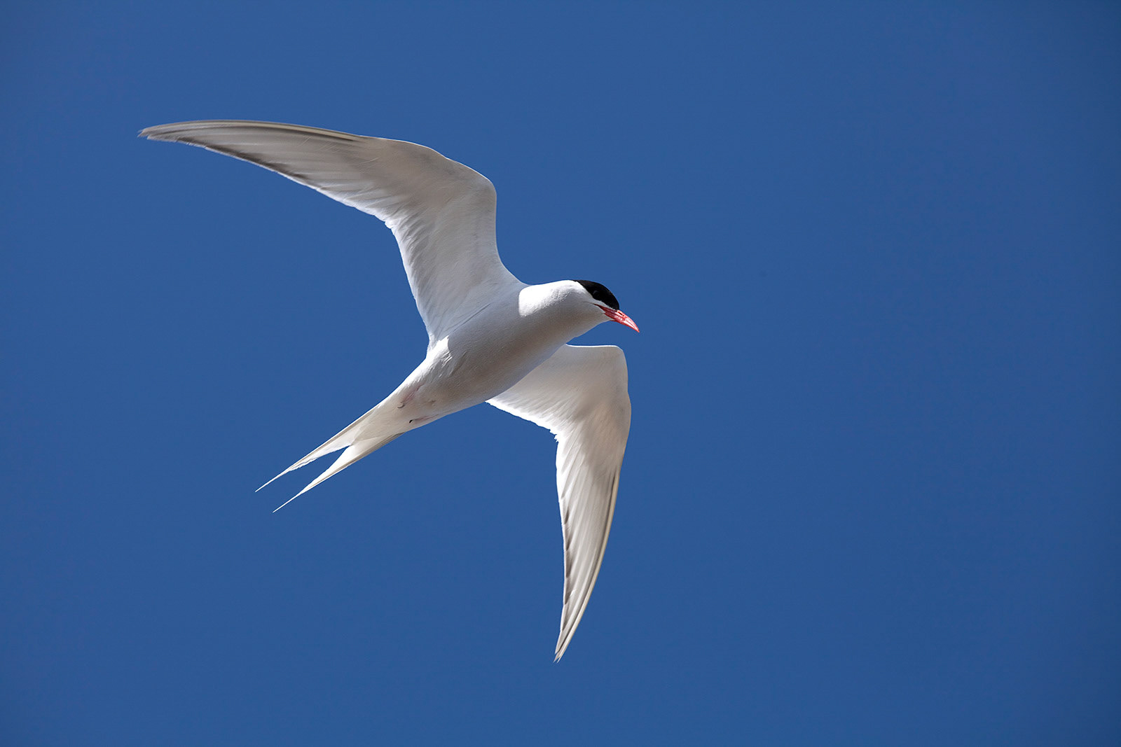 Antarctic Tern (Sterna vittata) hovering against a blue sky, Sea Lion Island