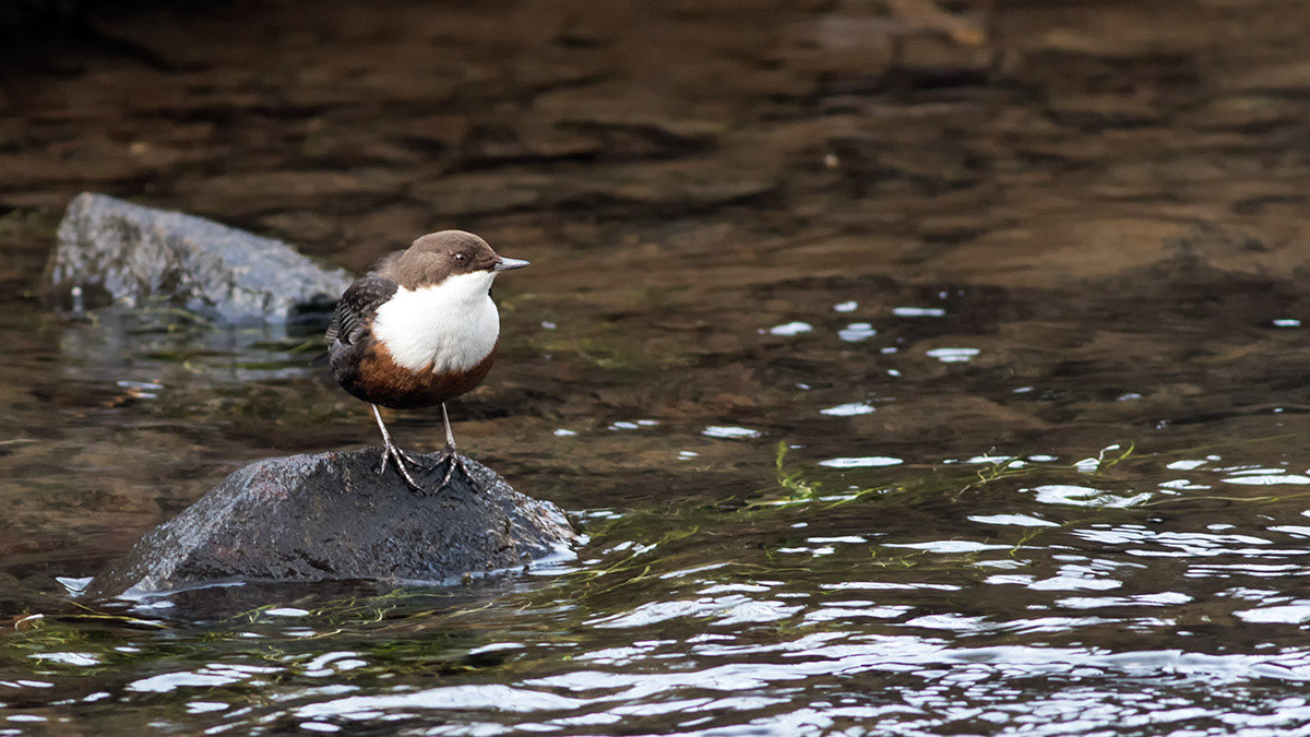 Dipper on the river Don, Scotland