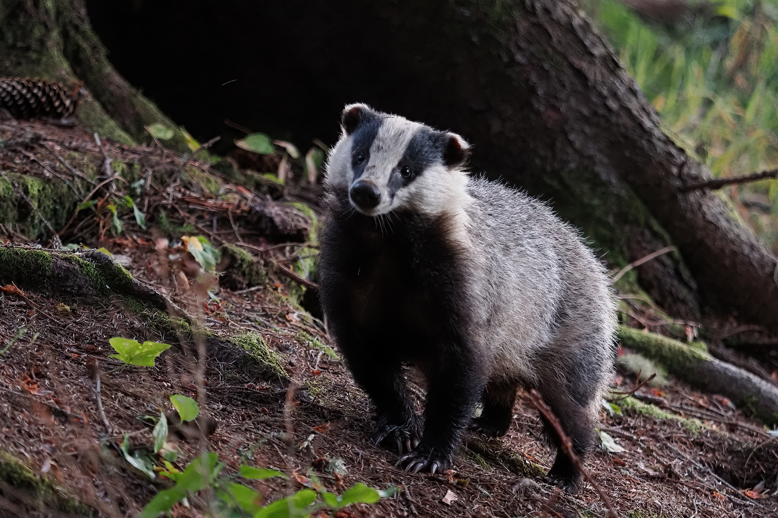 Badger, Scotland