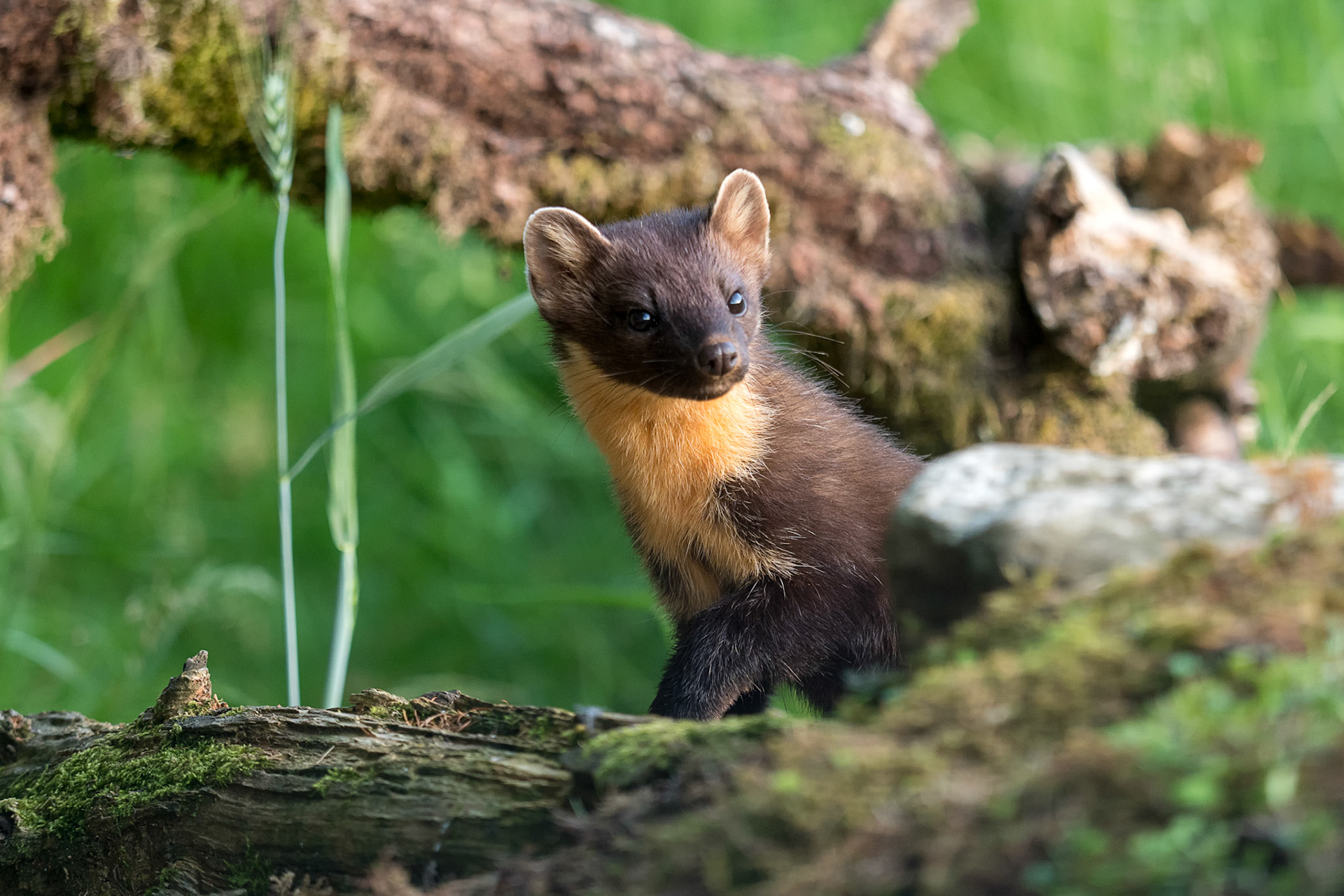 Pine Marten, Scotland