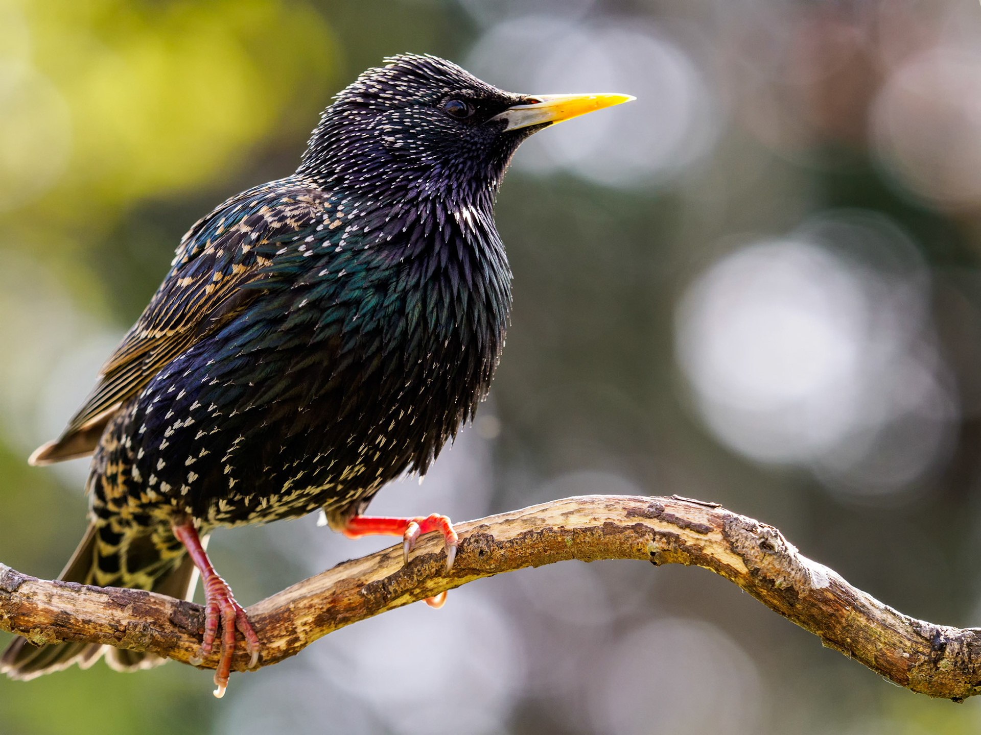 Starling