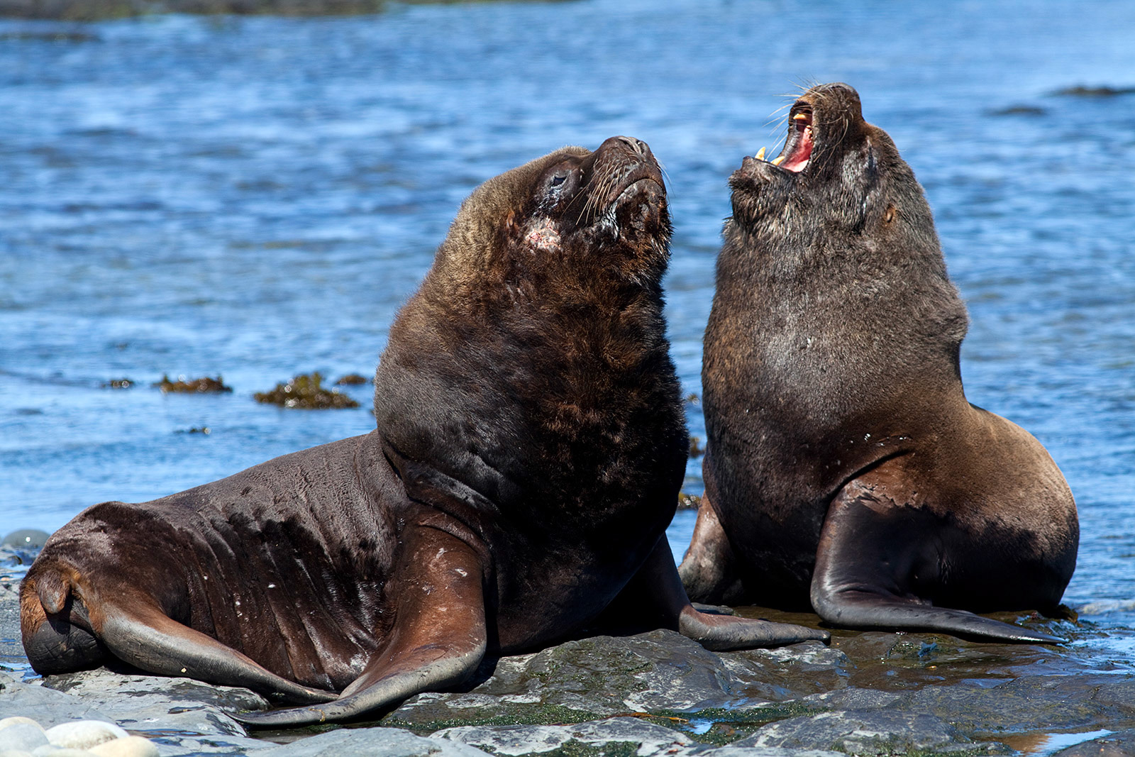 Male South American sea lions (Otaria flavescens) having a (relatively playful) tussle, Sea Lion Island