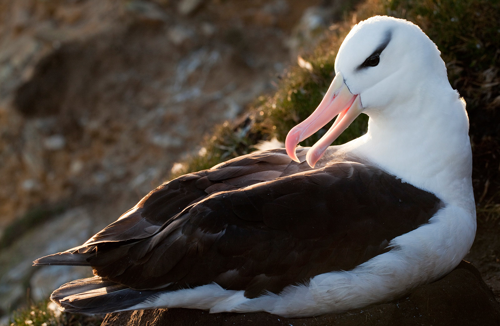 Black-Browed Albatross