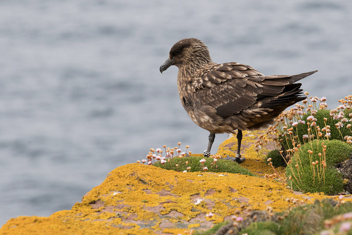 Great Skua (Bonxie) on Handa Island