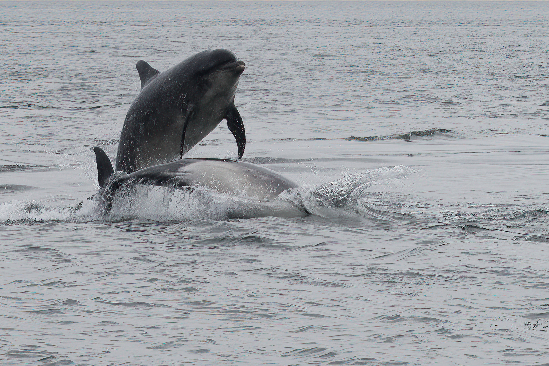 Dolphins, Scotland