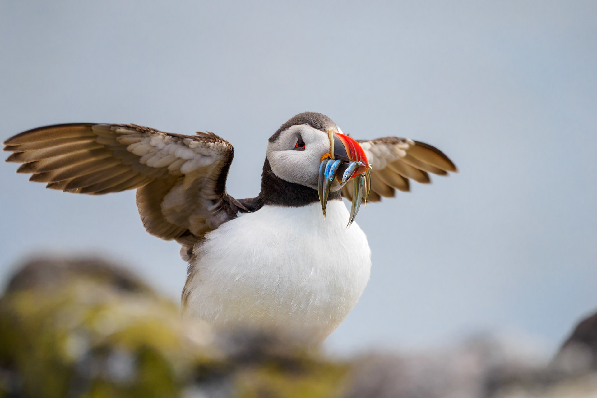 Puffin on the Isle of May, Scotland