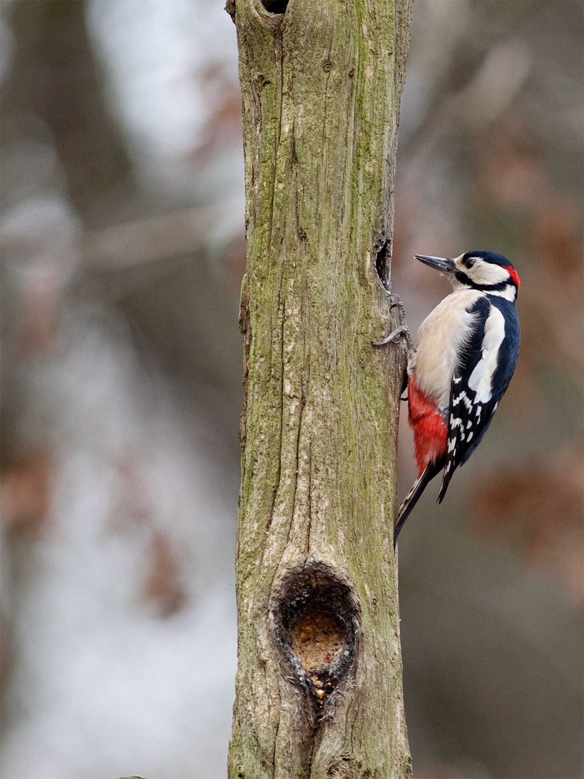 Great Spotted Woodpecker, Scotland