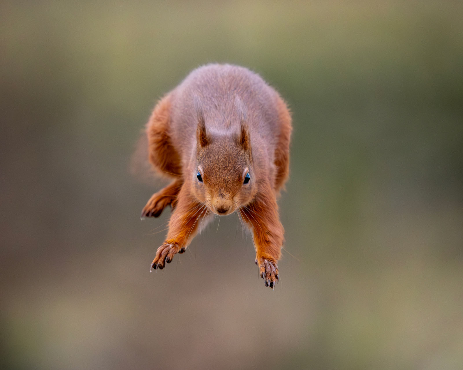 Red Squirrel jumping to a feeder