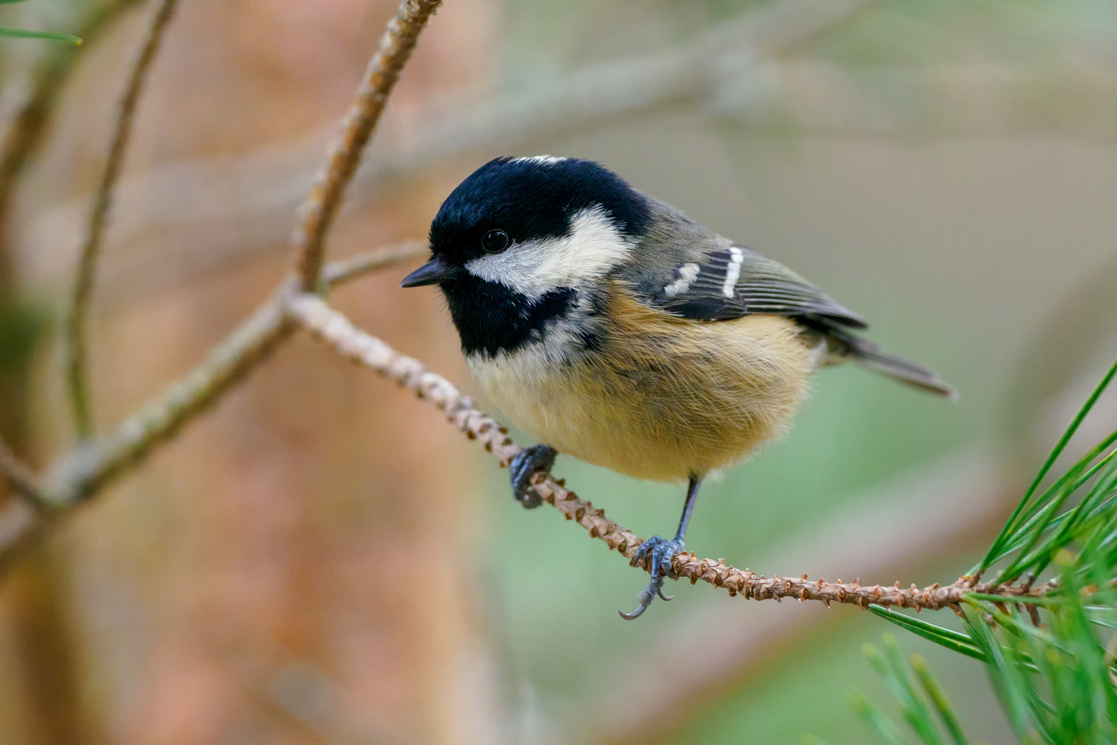 Coal Tit, Scotland