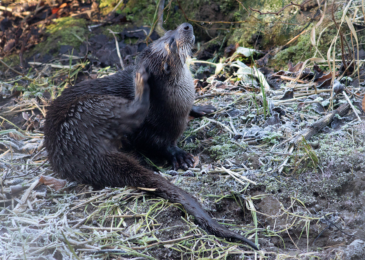 Otter by the river Don, Scotland