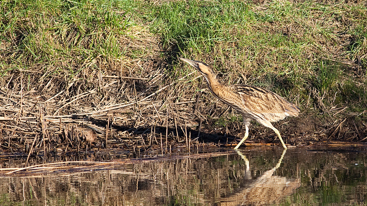 Bittern in reedbed
