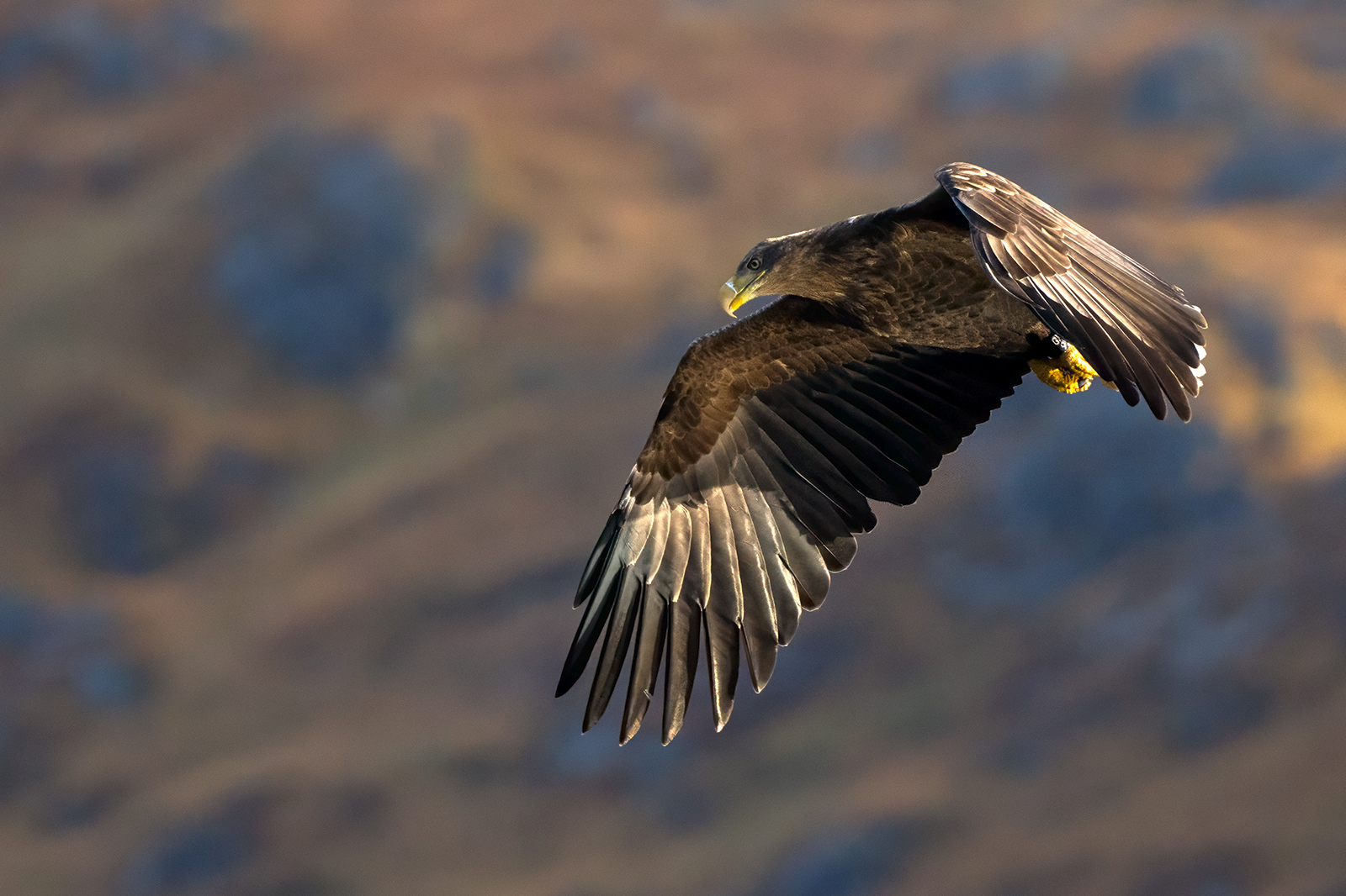 Sea Eagle, Scotland