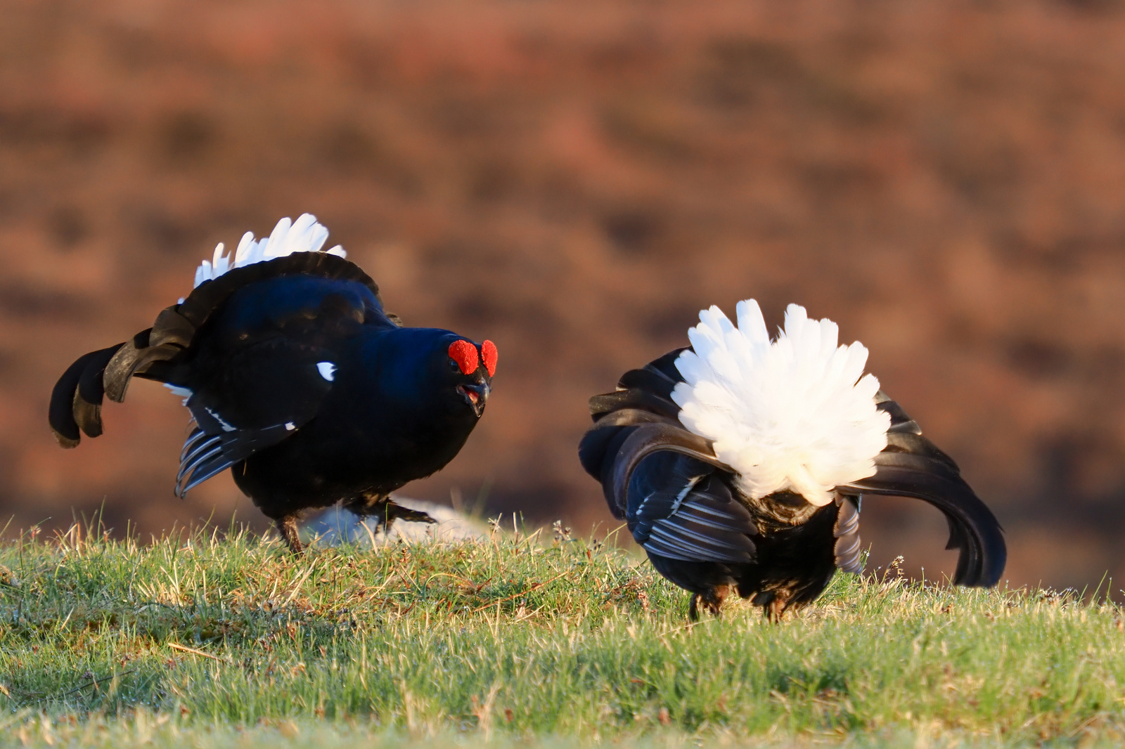 Black Grouse at a Lek