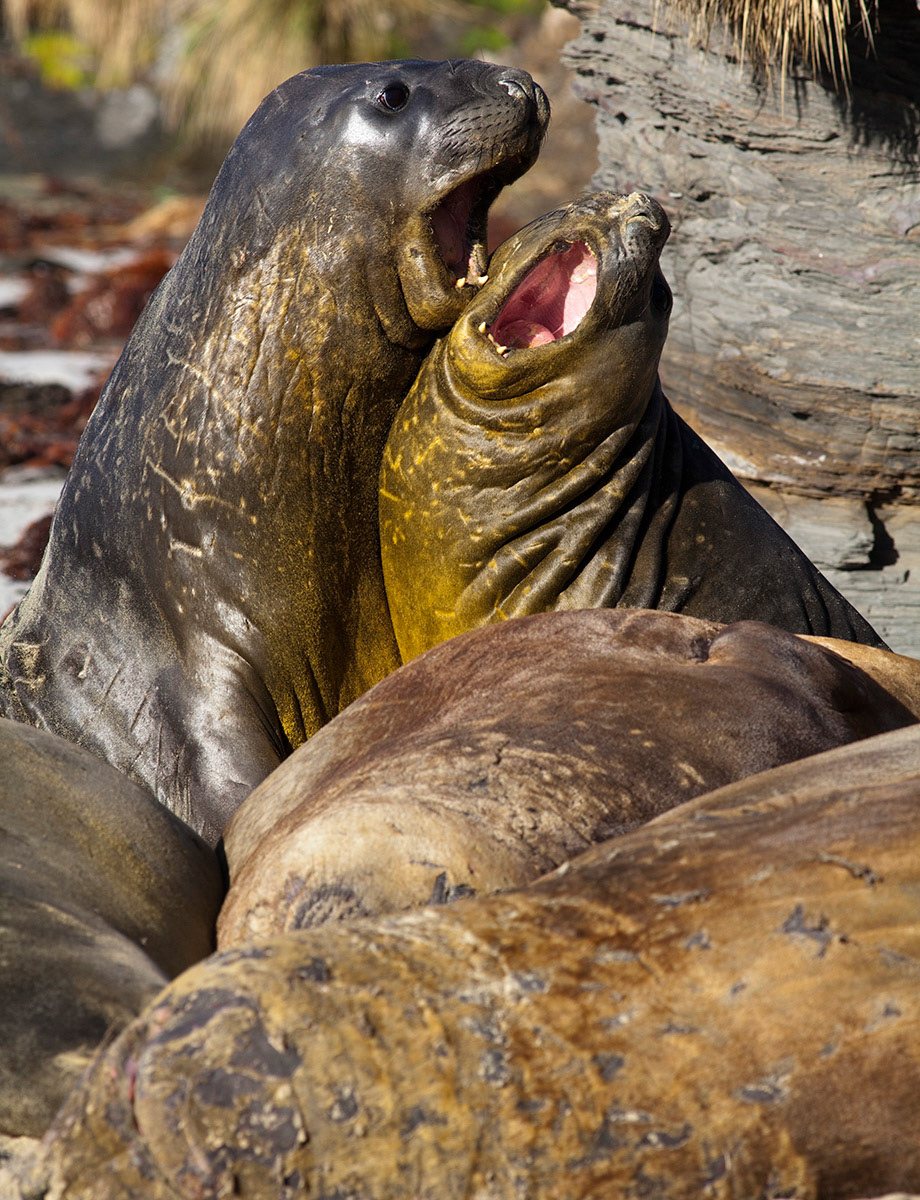 Two female Southern Elephant Seals (Mirounga leonina) tussle on a beach in the morning sun., Sea Lion Island