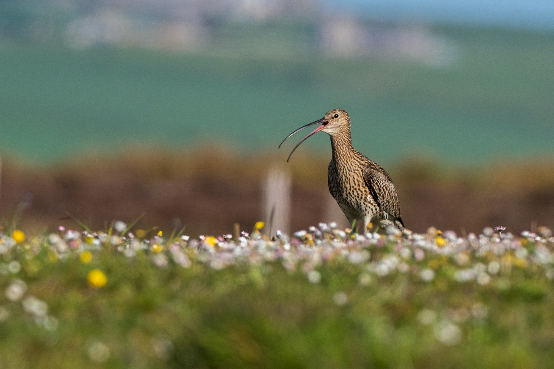 Curlew, orkney