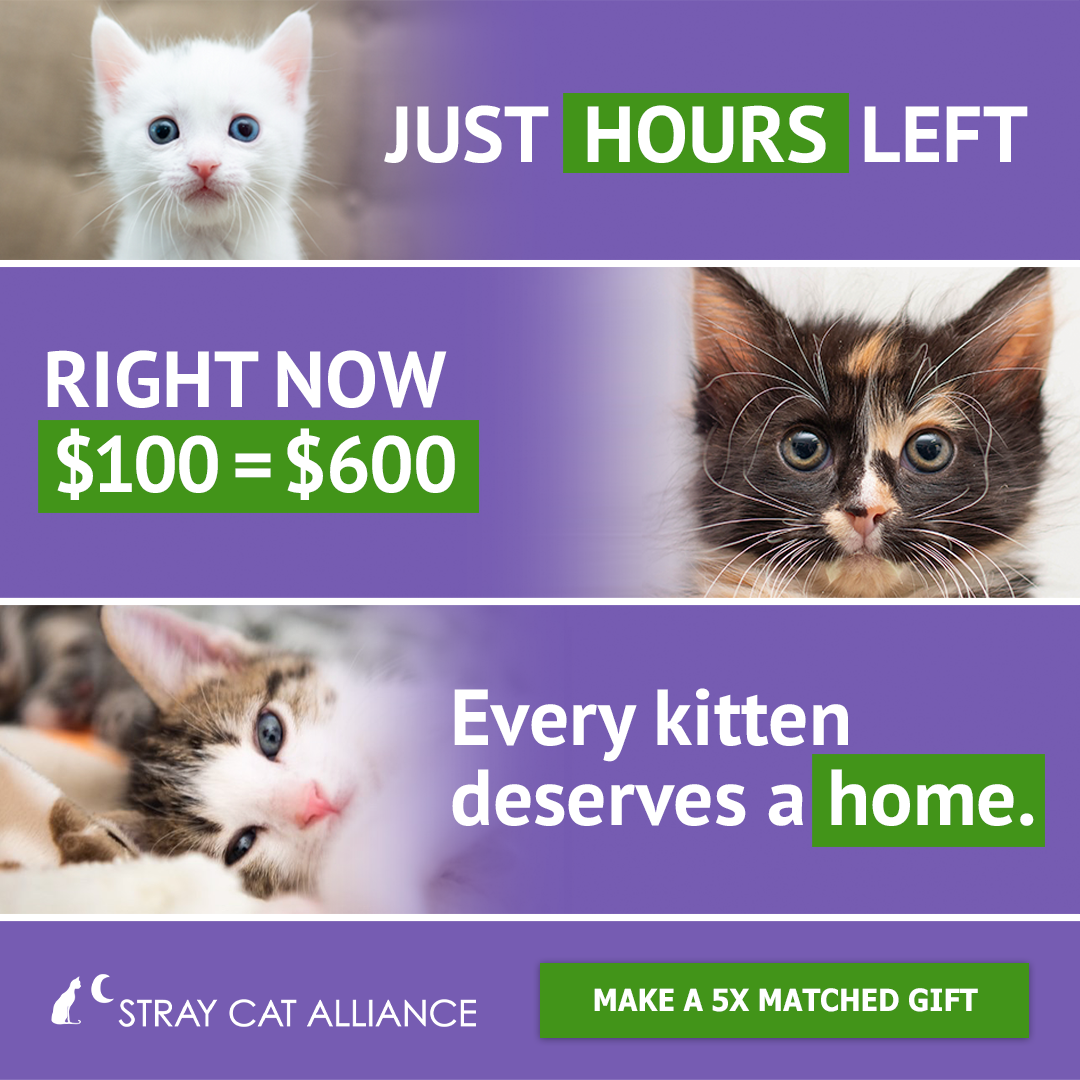 For Stray Cat Alliance
