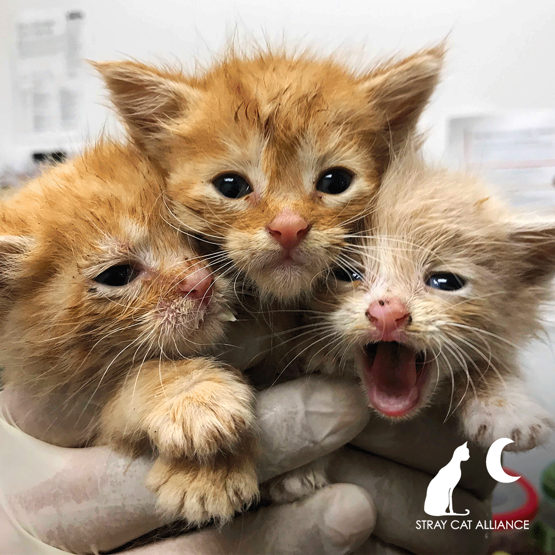 For Stray Cat Alliance