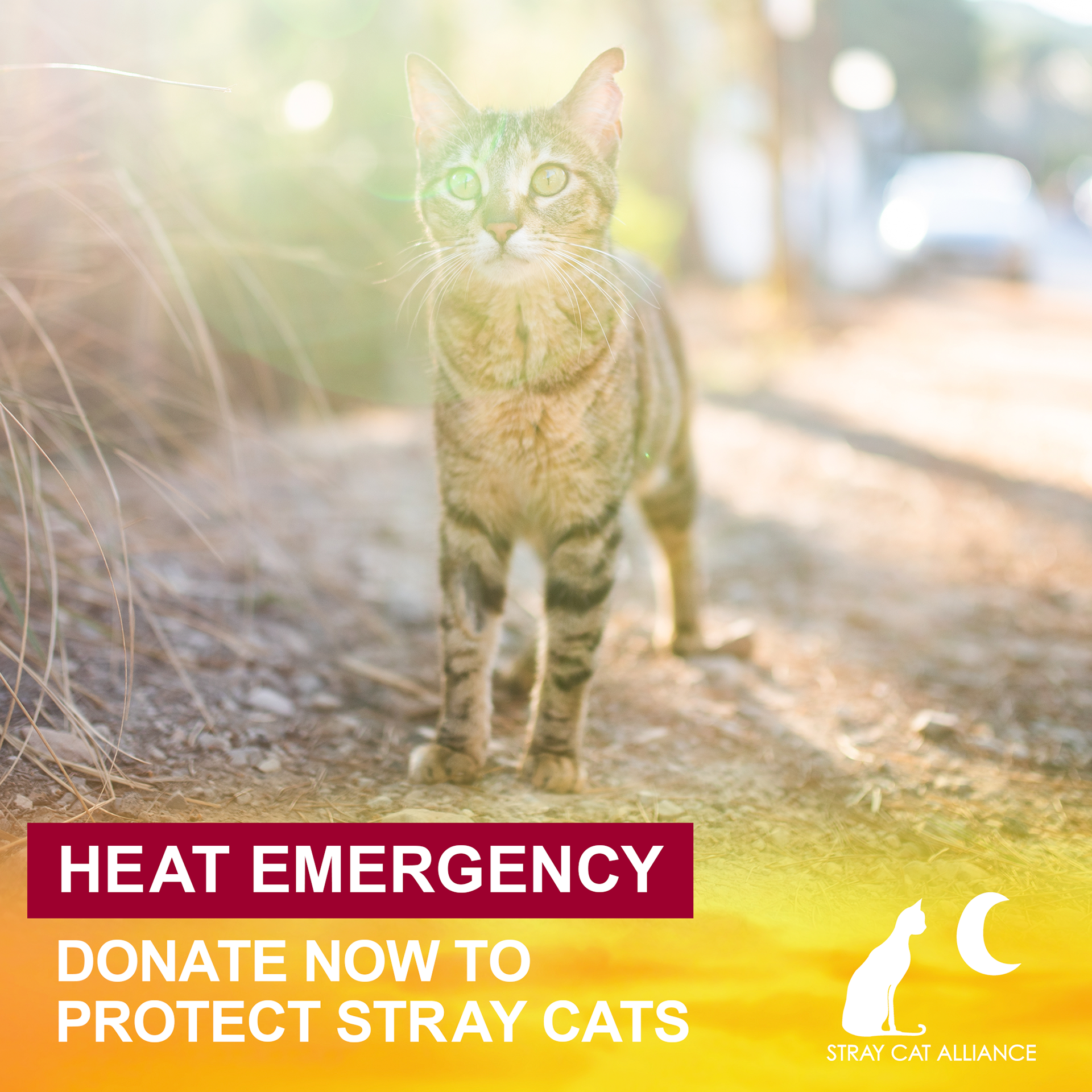 For Stray Cat Alliance