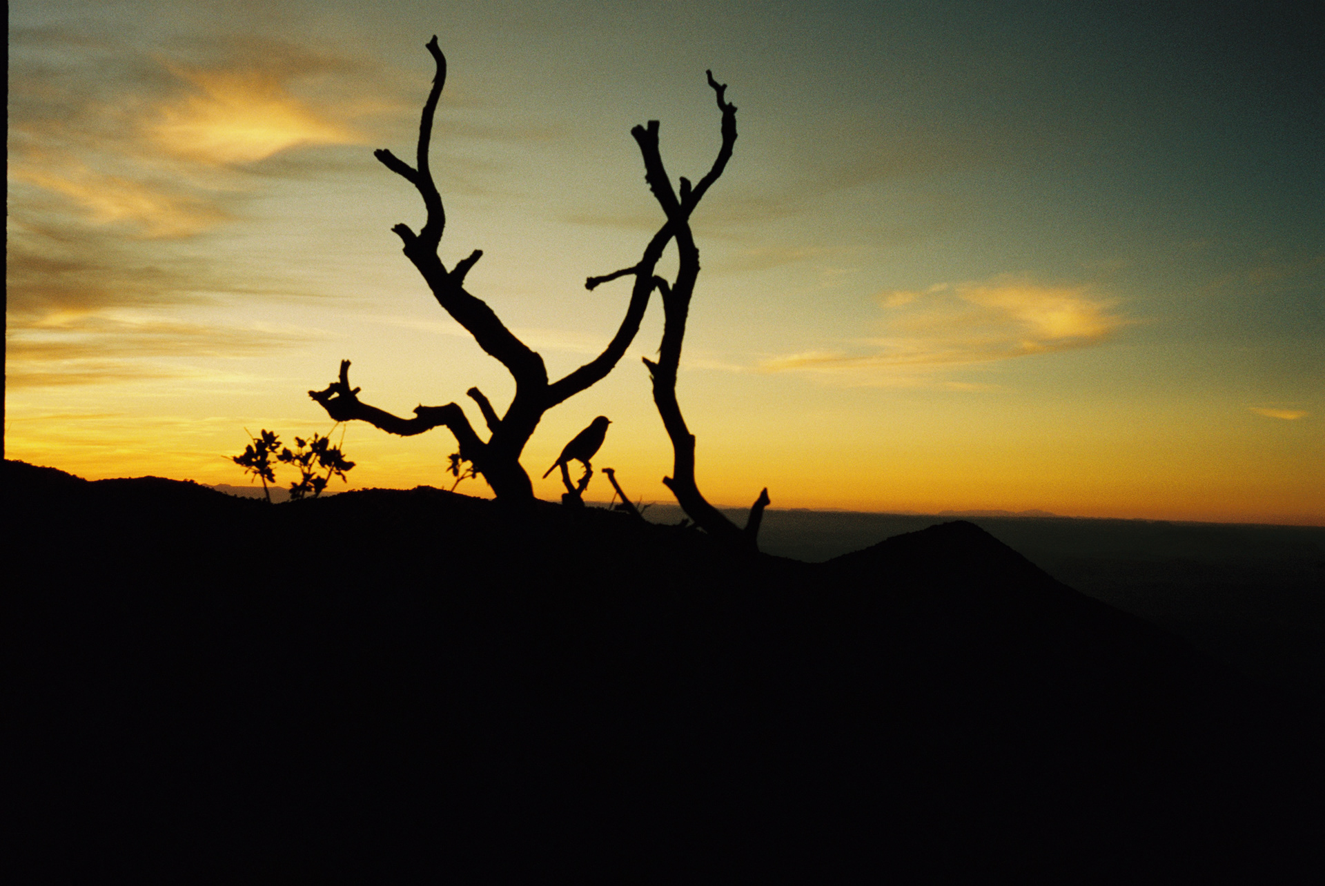 A Mexican Jay decides to pose at sunset