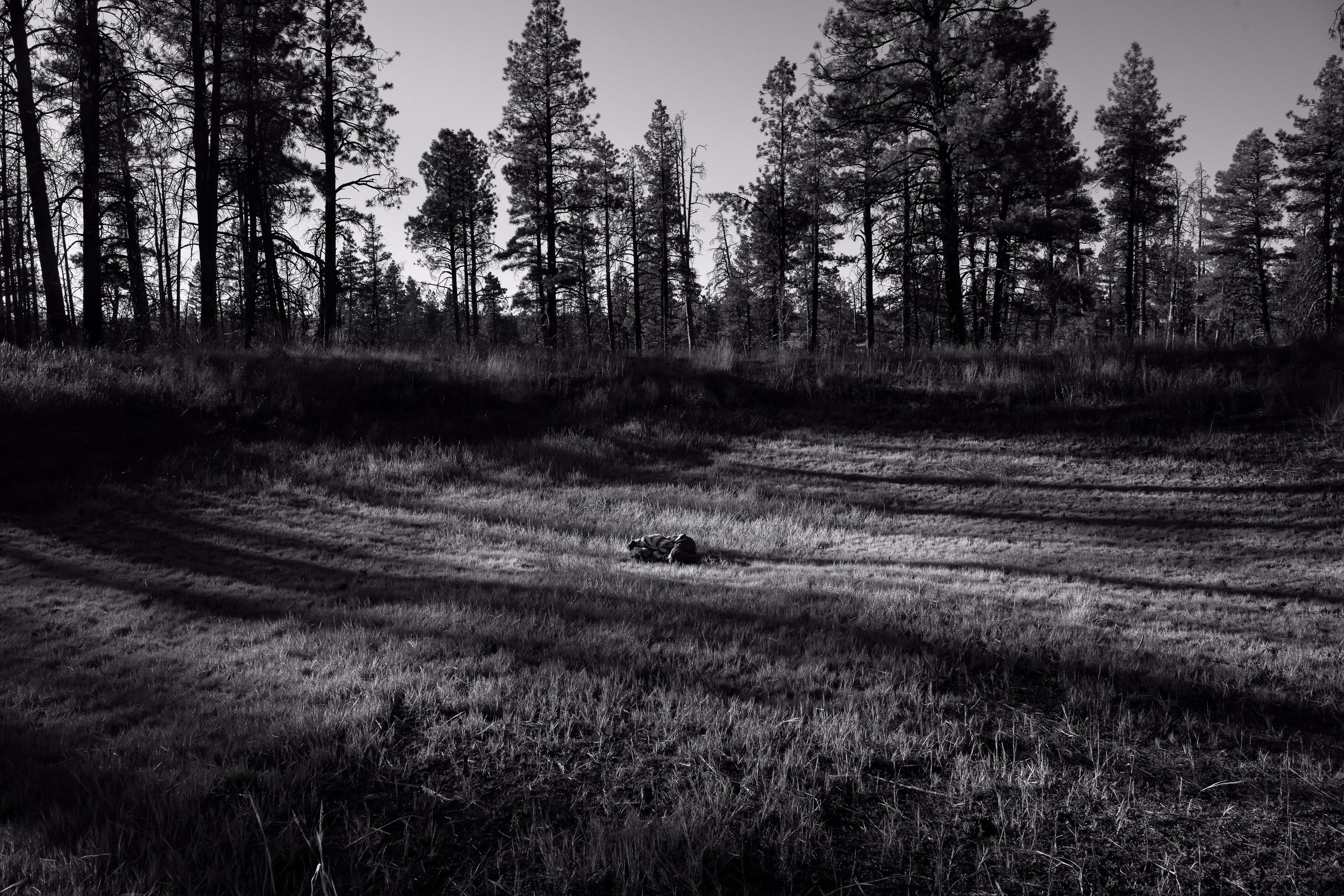 Pines guard quiet ground. Shared calm lets our new selves form. Light threads shape new dawn.
