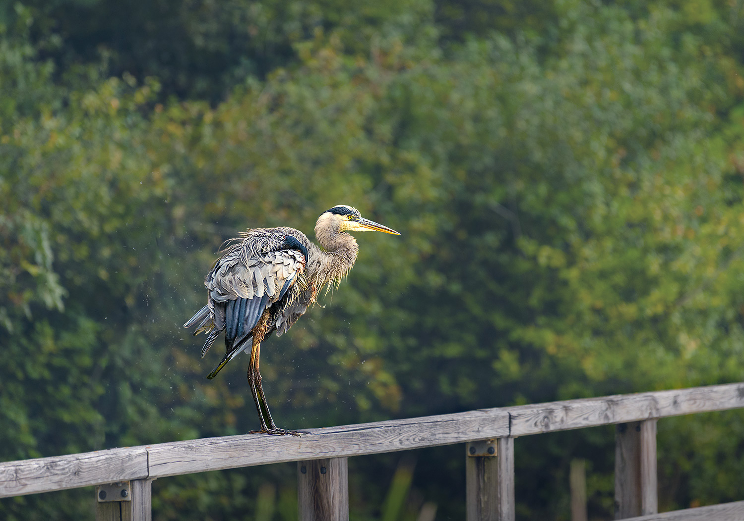 Week 38 - Heron at Broadmoor Natick