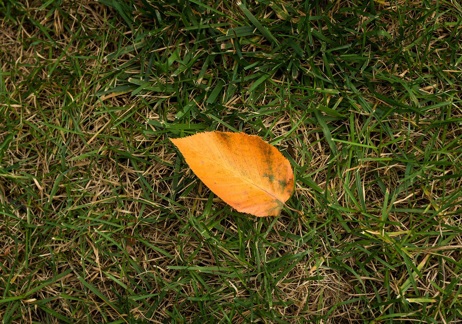 Week 38 - Autumn too soon