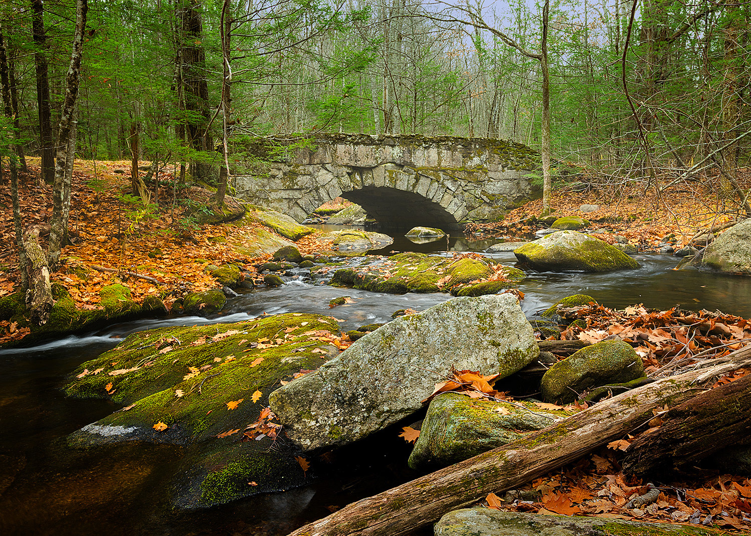 Week 46 - Willard Brook Forest