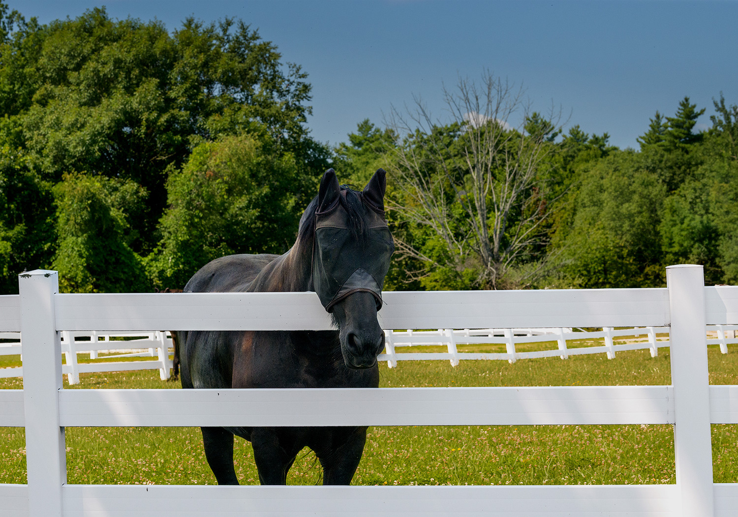 Week 31 - Horse with Bug Mask