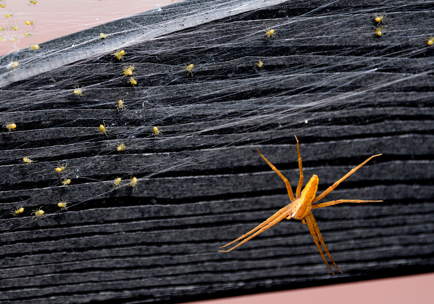 Week 28 - Deck Spider