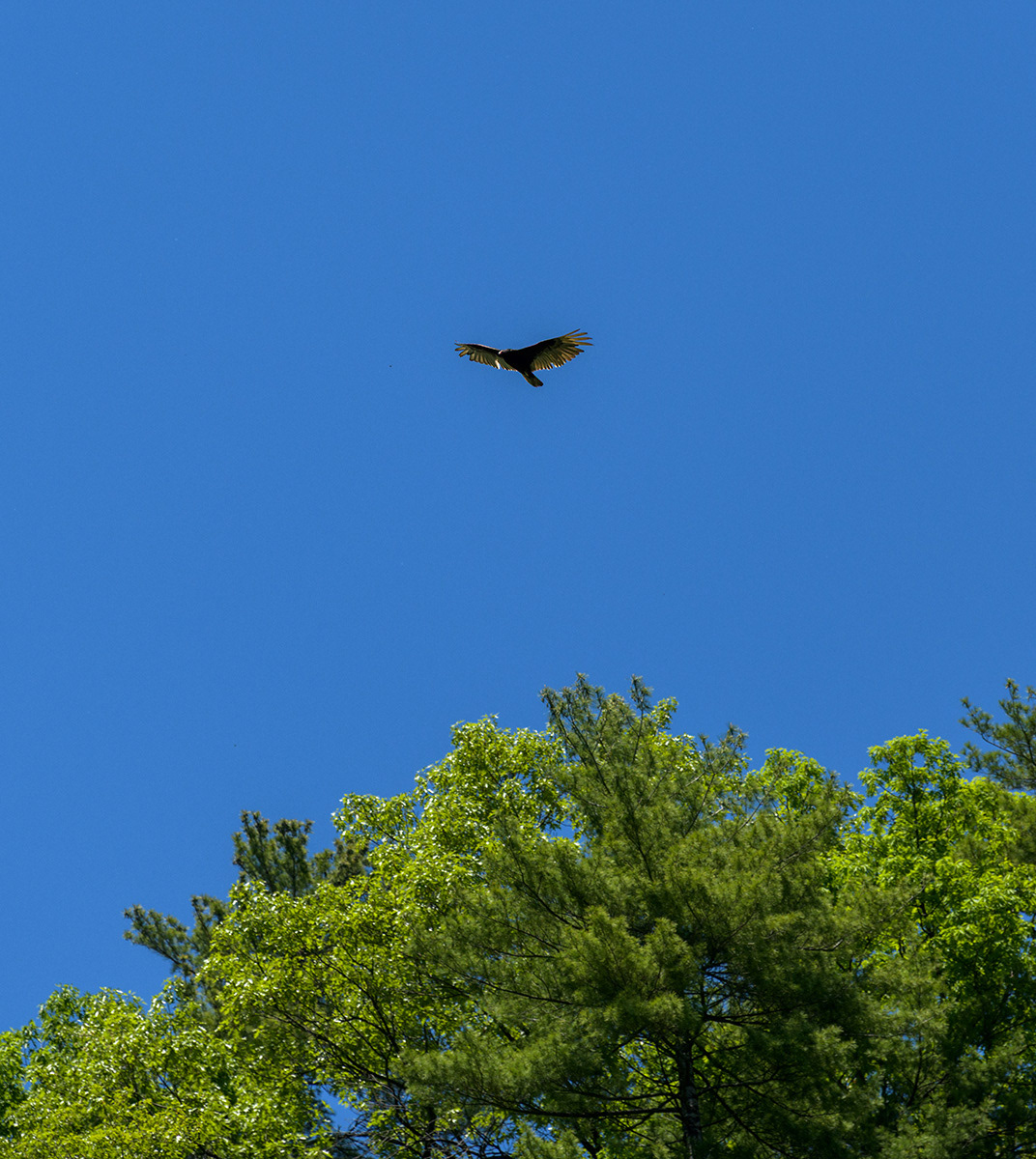 Taughannock State Park
