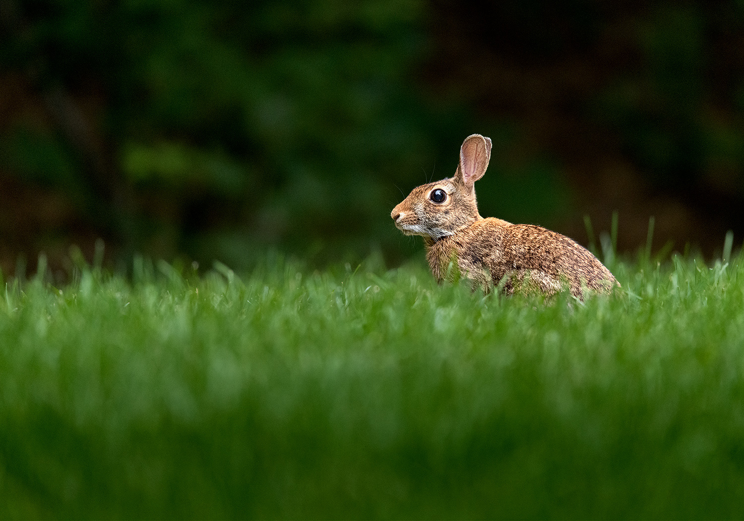 Week 32 - Backyard Rabbit