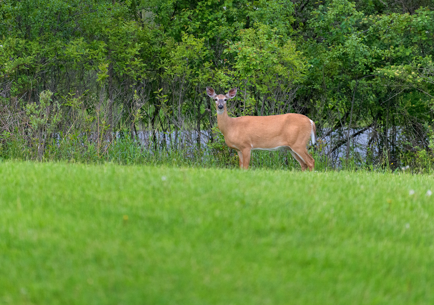 Cabin Visitor