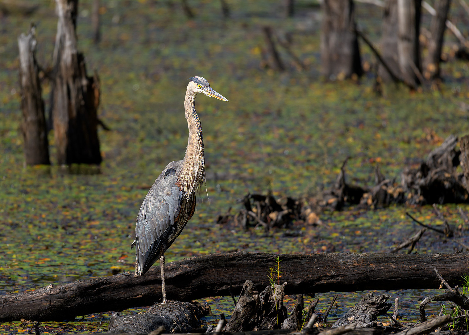 Week 39 - Heron at Rocky Hill